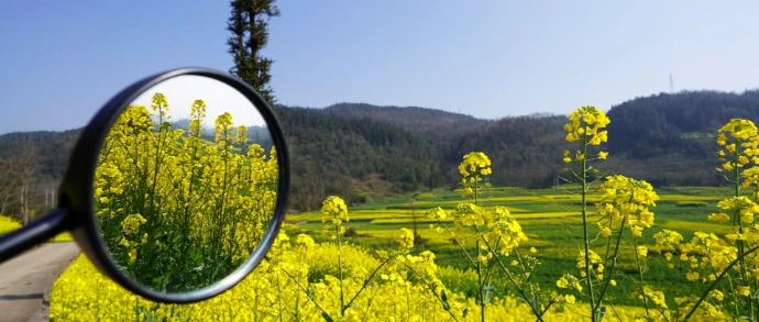 Yellow flowers reflected in a mirror withering mirror.
